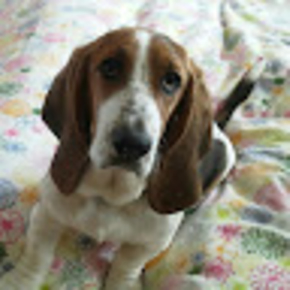 Meet your Posher, Harmony - Picture 1 of 1